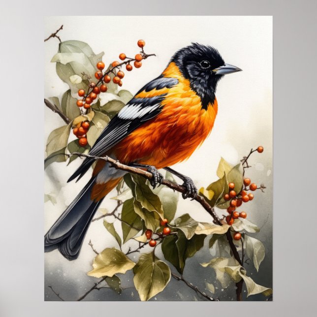 Oriole Bird Art Print Poster (Vorne)