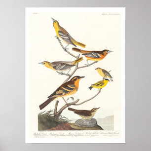 Oriole, Goldfinch, Thrush von Audubon Poster