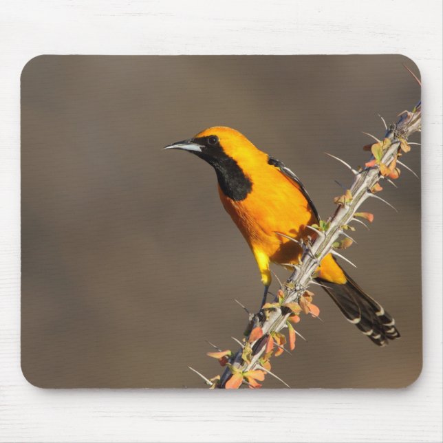 Oriole in einem Zweig Mousepad (Vorne)
