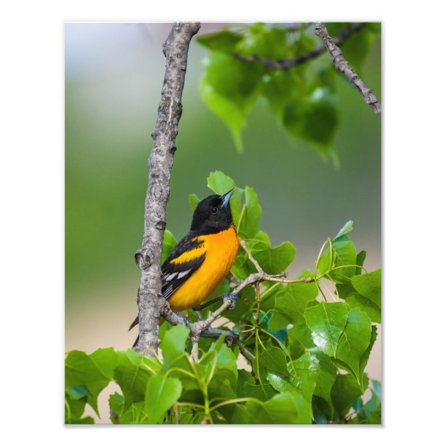 Oriole Oben Fotodruck (Vorne)