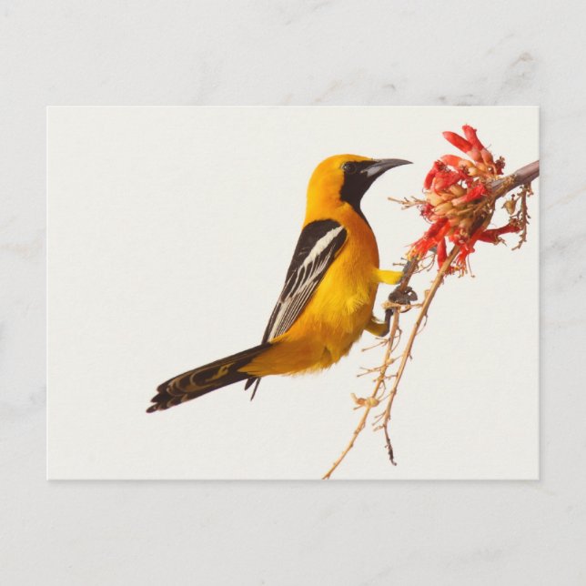 Oriole Postkarte (Vorderseite)