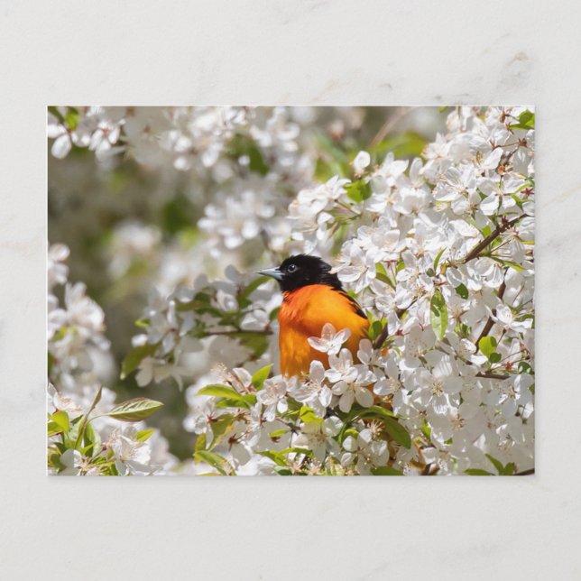 Oriole und Dogwood Postkarte (Vorderseite)