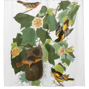 Oriole-Vogel-Tier-Nest Audubon Duschvorhang