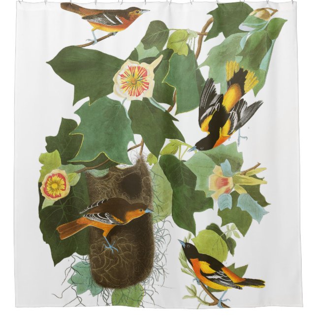 Oriole-Vogel-Tier-Nest Audubon Duschvorhang (Vorderseite)