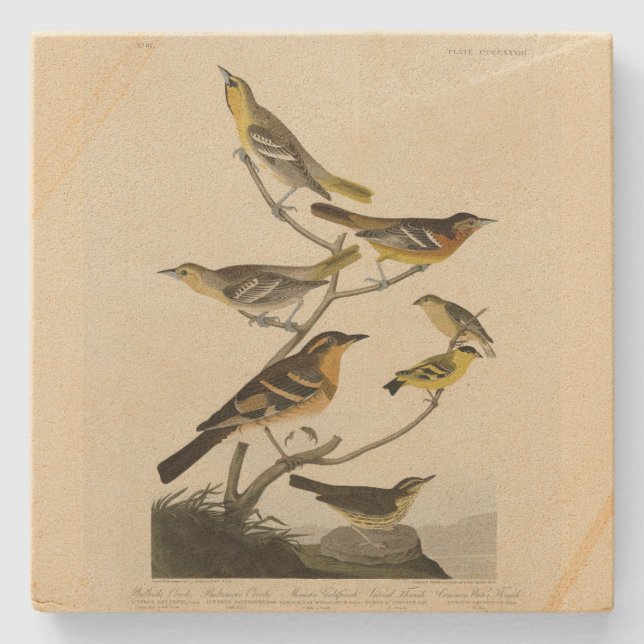 Orioles, Thrushes, Audubons Vögel von Amerika Steinuntersetzer (Vorderseite)