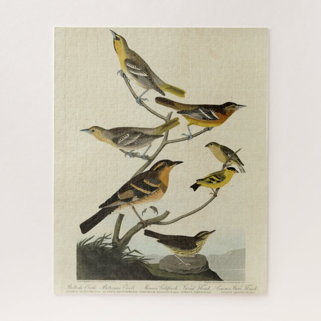 Orioles, Thrushes, von Audubons Vögeln von Amerika (Vertikal)
