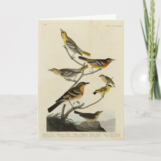Orioles, Thrushes, von Audubons Vögeln von Amerika Karte (Vorderseite)