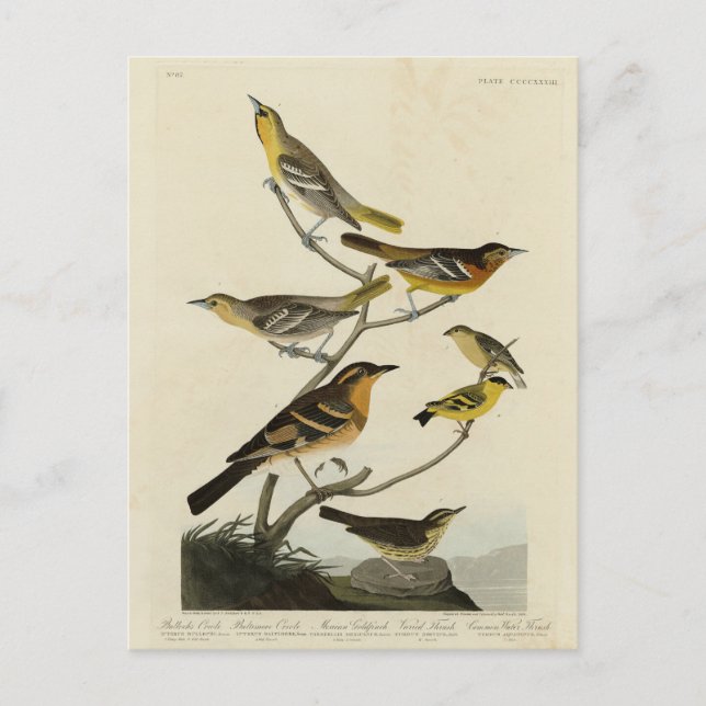 Orioles, Thrushes, von Audubons Vögeln von Amerika Postkarte (Vorderseite)
