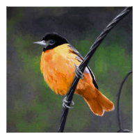 Oriolmalerei - Original Vogelkunst