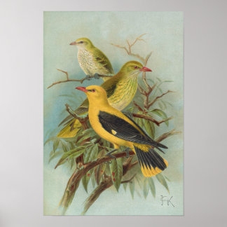 Oriolus oriolus von Johann Friedrich Naumann Poster