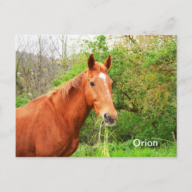 Orion-Pferd Postkarte (Vorderseite)