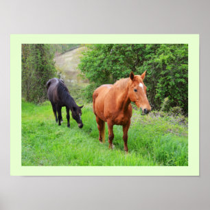 Orion und North Star Pferde Poster
