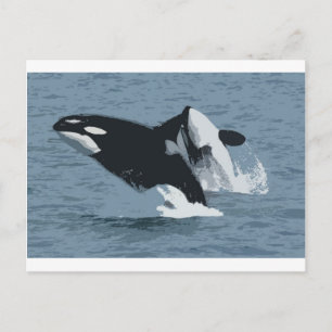 Orka Whale Postkarte