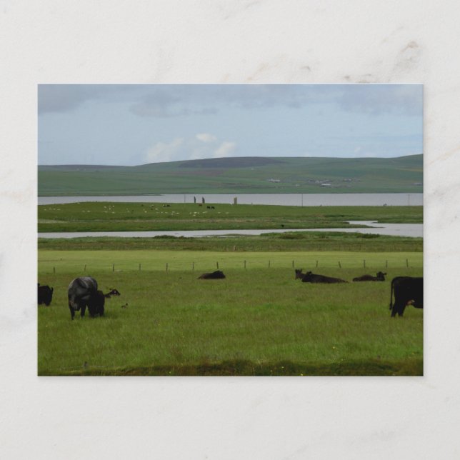 Orkney de pâturage de carte postale (Devant)