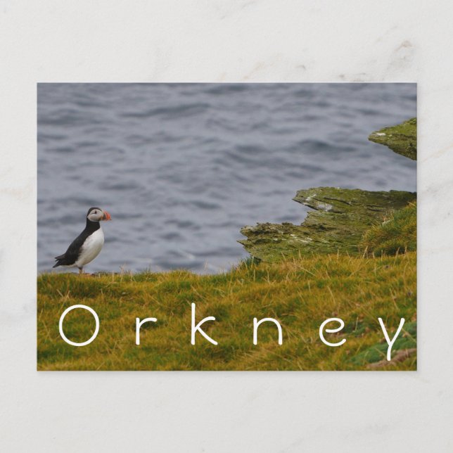 Orkney Puffin Postcard Postkarte (Vorderseite)