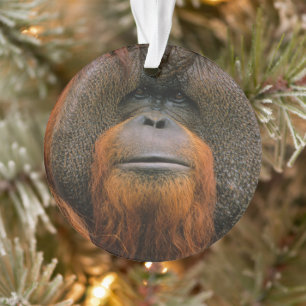  ORNAMENT