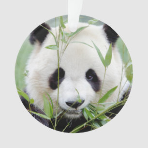 Ornament Foto Riesenpanda , Tiere 0291.