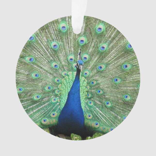 Ornament - Pfau (Vorderseite)