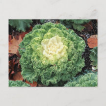 Ornamental Kale