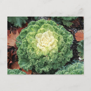 Ornamental Kale Postkarte