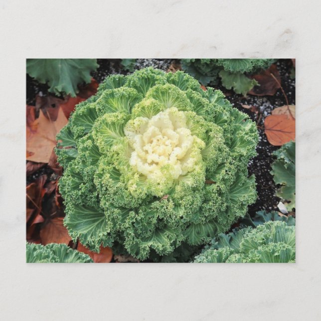 Ornamental Kale Postkarte (Vorderseite)