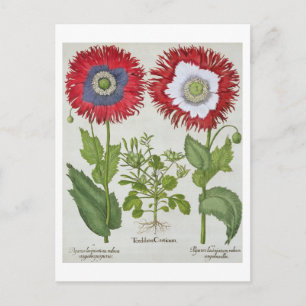 Ornamentale Poppies aus der 'Hortus Eystettensis' Postkarte