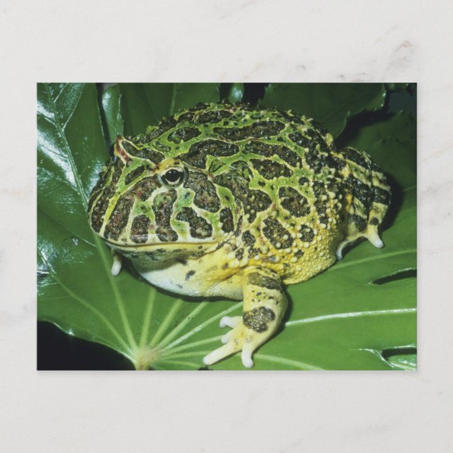 Ornate Horned Frog, (Ceratophrys ornata), Postkarte (Vorderseite)