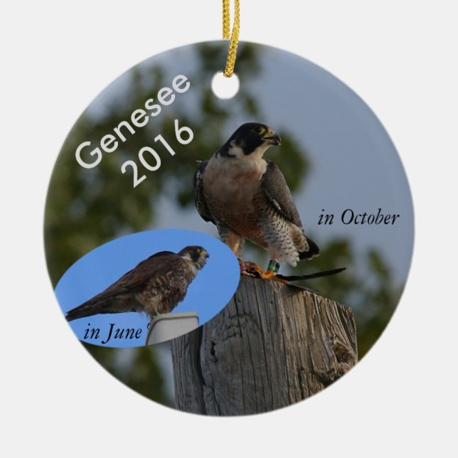Ornement 2016 de Genesee - dans le plumage adulte (Devant)
