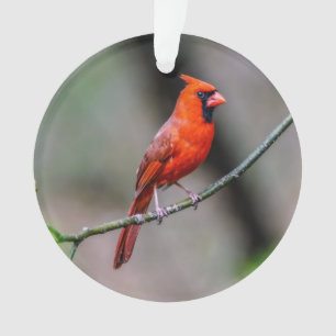 Ornement acrylique cardinal du nord