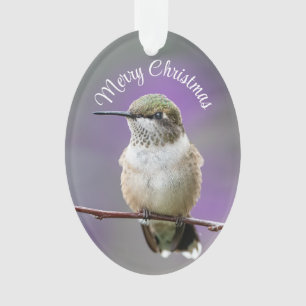 Ornement acrylique colibri de vacances