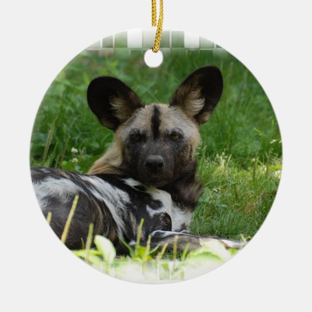 Ornement africain de photo de chien sauvage (Devant)