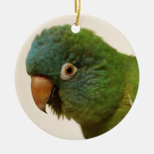 ornement Bleu-couronné de Conure