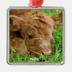 Ornement Carré Argenté Adorable veau écossais des Highlands