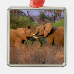 Ornement Carré Argenté Afrique, Kenya, Samburu. Défi des éléphants