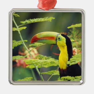 Ornement Carré Argenté Amérique centrale, Honduras. Toucan à bec caréné