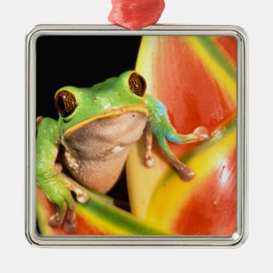 Ornement Carré Argenté Amérique du Sud, Équateur, Amazonie. Grenouille ar