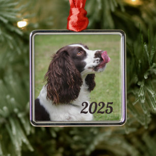 Ornement Carré Argenté Anglais Springer Spaniel assis, Licking Lips