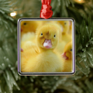 Ornement Carré Argenté Animaux de bébés cutest   Baby Duck Group