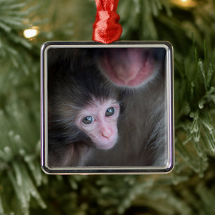 Ornement Carré Argenté Animaux de bébés cutest Bébé Macaque singe et mè