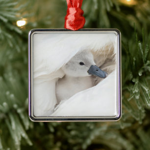 Ornement Carré Argenté Animaux de bébés cutest   Bébé Mute Swan