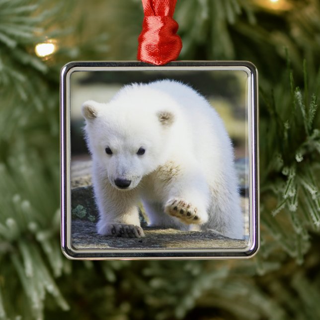 Ornement Carré Argenté Animaux de bébés cutest | Bébé Ours polaire (Arbre)