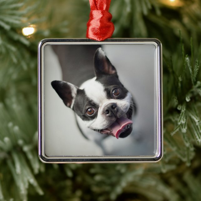 Ornement Carré Argenté Animaux de bébés cutest | Boston Bulldog Smile (Arbre)