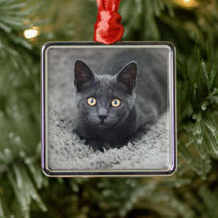 Ornement Carré Argenté Animaux de bébés cutest   Chat gris