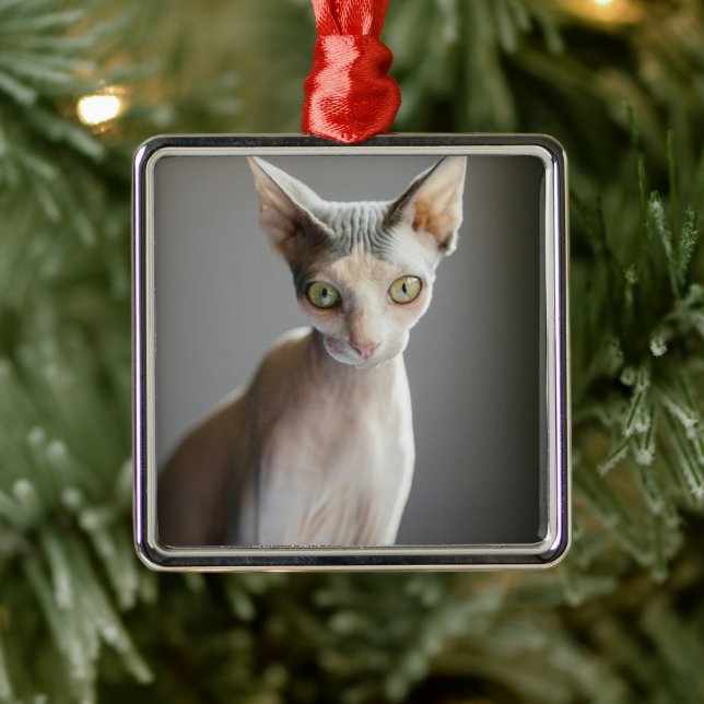 Ornement Carré Argenté Animaux de bébés cutest | Chat Sphinx (Arbre)