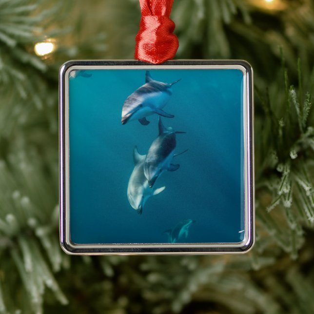 Ornement Carré Argenté Animaux de bébés cutest | Famille de dauphins (Arbre)