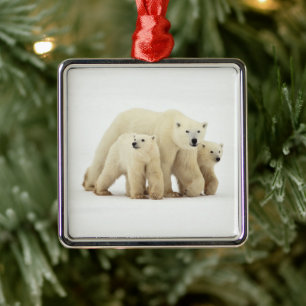 Ornement Carré Argenté Animaux de bébés cutest   Famille d'ours polaires