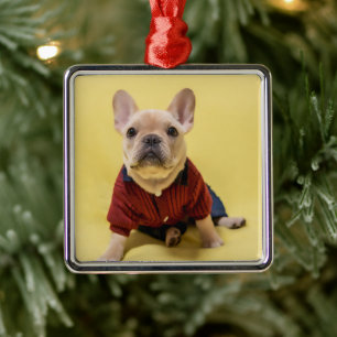 Ornement Carré Argenté Animaux de bébés cutest   French Bulldog habillé