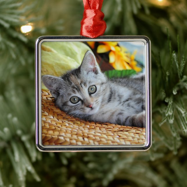Ornement Carré Argenté Animaux de bébés cutest | Lounge Kitten (Arbre)