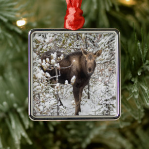 Ornement Carré Argenté Animaux de bébés cutest   Moose Calf