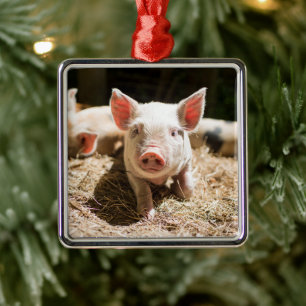 Ornement Carré Argenté Animaux de bébés cutest Piglet bébé mignon